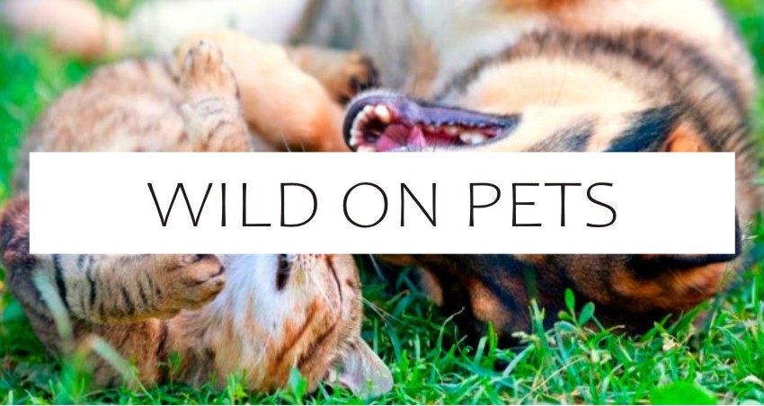 WILD ON PETS 1
